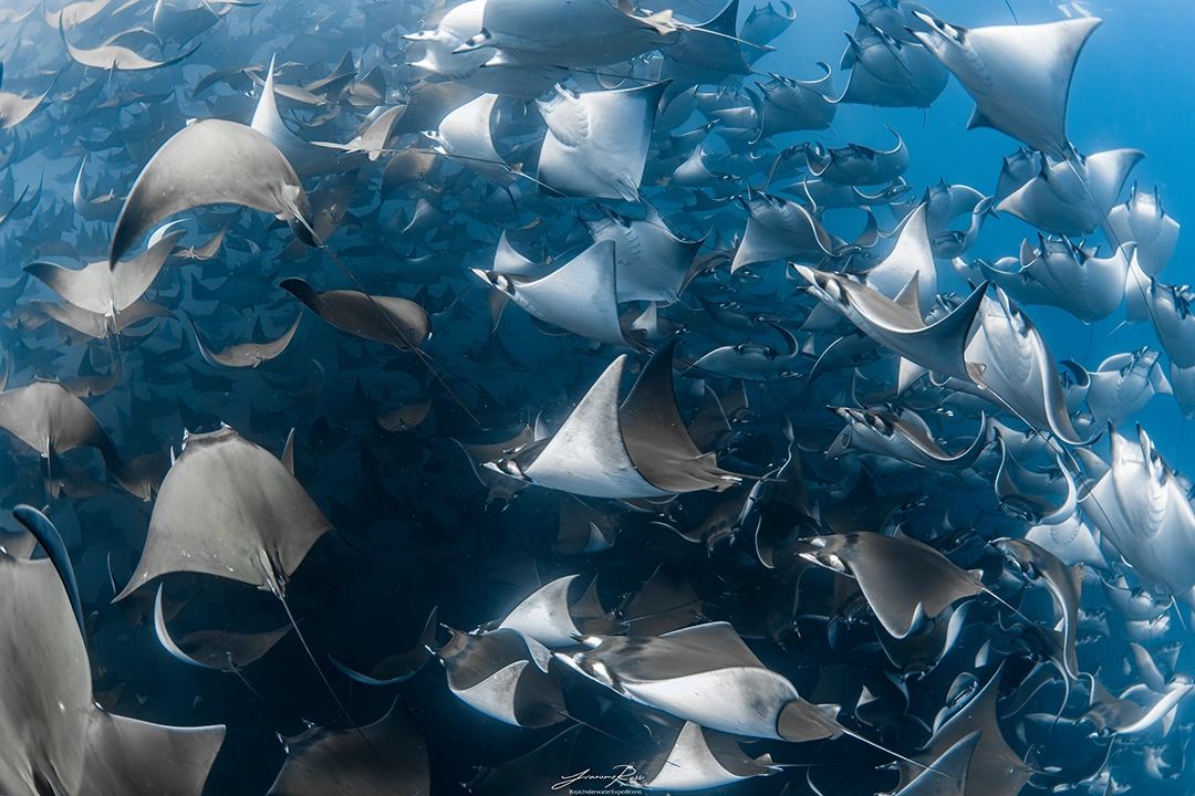 Mobula Expedition